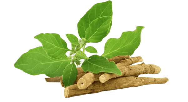ORGANIC ASHWAGANDHA ROOT