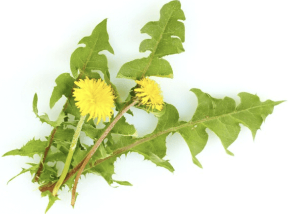 ORGANIC RHODIOLA ROSEA